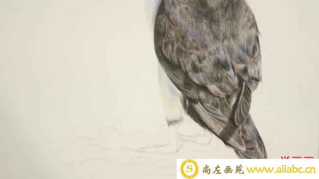 【彩铅鸟儿画法】较逼真的鸟类彩铅画画法 彩铅羽毛怎么画 羽毛的画法_