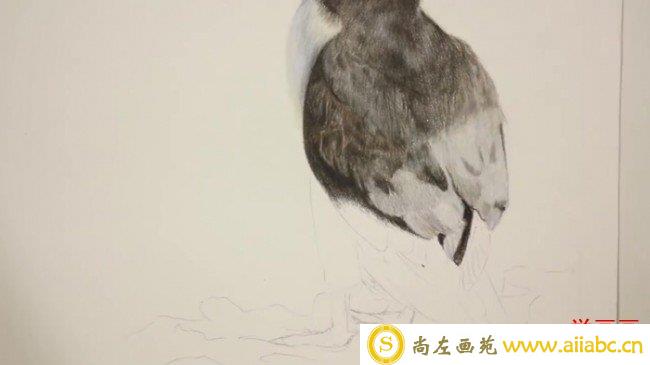 【彩铅鸟儿画法】较逼真的鸟类彩铅画画法 彩铅羽毛怎么画 羽毛的画法_