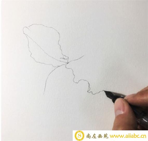 鸢尾花怎么画?简单的水彩画鸢尾花画法