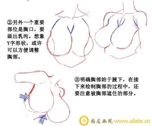 漫画教程：女性胸部的漫画画法