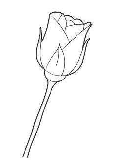 简单的花怎么画：玫瑰花的画法