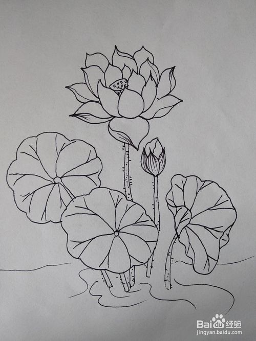 简单的花怎么画：最漂亮的花怎么画简单的花怎么画