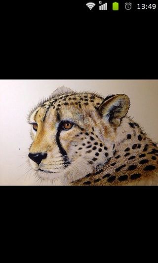 豹子怎么画：豹头像素描图案