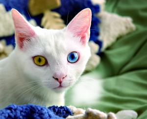 猫咪眼睛步骤：猫咪眼睛是怎么了？