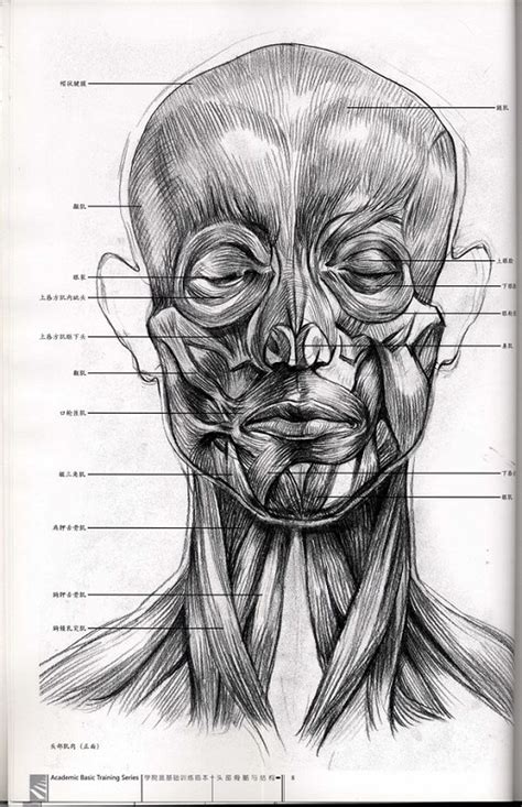 人物头骨结构素描侧面：头骨结构素描三个角度